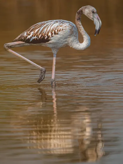 The soft light of dawn reflects beautifully on the water as this young flamingo wades. These are the moments of tranquility I seek to capture.