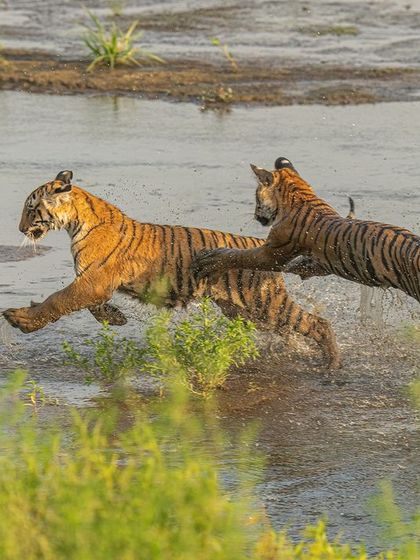 Tiger cubs playing in the water is a joyful and energetic scene. I used a high ISO and a fast shutter speed of 1/1600s to freeze the splashes and their quick movements, turning a playful moment into a dynamic action shot.