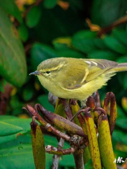 A Buff-throated Warbler, showing its characteristic wing bars and yellowish throat.