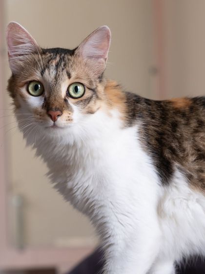 A stunning portrait of a calico cat with beautiful green eyes. Her curious and alert expression is perfectly captured.