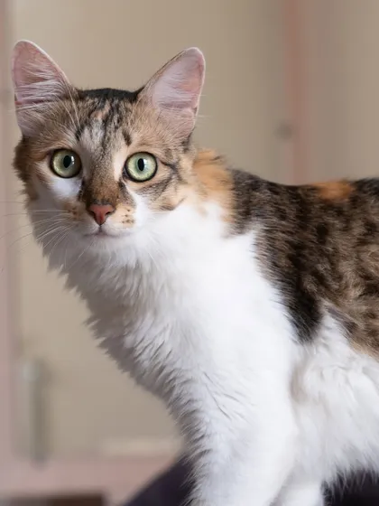 A stunning portrait of a calico cat with beautiful green eyes. Her curious and alert expression is perfectly captured.