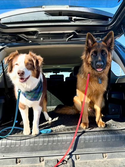 Tulsa Dog Trainer - Immersive Board & Train Programs Board & Train Graduates photo 86