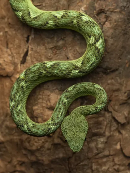 A Bamboo Pit Viper camouflaged against tree bark. Its green and brown patterns make it nearly invisible, a key to its success as an ambush predator.