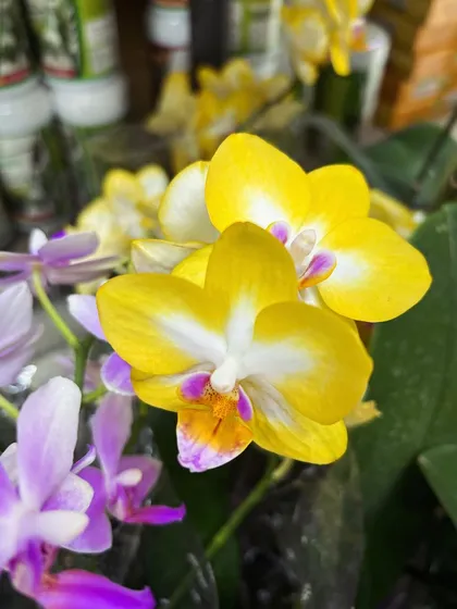 Another look at the vibrant yellow orchid. The way the colors blend on the petals is a work of art by nature.