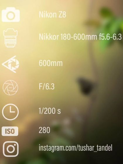 Avian Portraits: The Birds of India photo 53