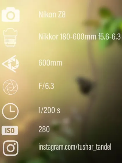 The settings for my shot of the Vigors Sunbird, showing how I achieved the creamy bokeh.