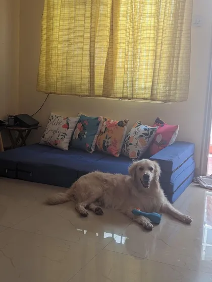 This is Buddy resting in his foster home. He has complex medical needs, including a heart condition, and our work depends entirely on donations to cover vet bills and medication. Your support gives dogs like him a fighting chance.