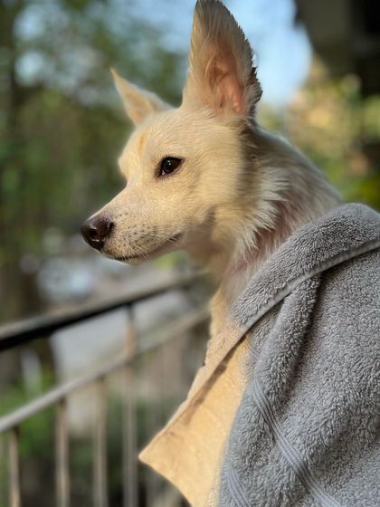 I believe every animal deserves a bright future. This beautiful dog is a reminder of the resilience of rescue animals and the incredible love they have to give when shown patience and kindness.