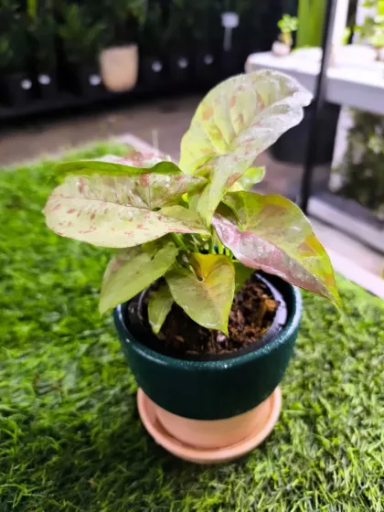 For Women's Day, we have a stunning array of plants to delight the special women in your life. From mini landscapes and terrariums to elegant potted plants, a green gift is a gift of life.
