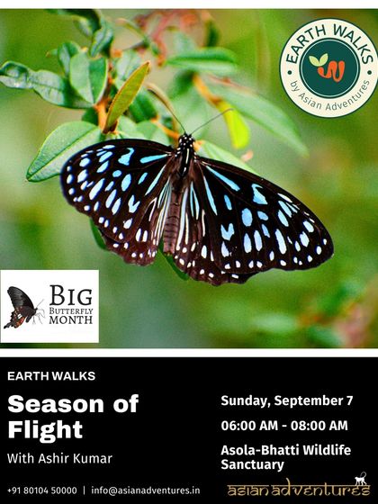 Butterfly & Insect Encounters photo 7