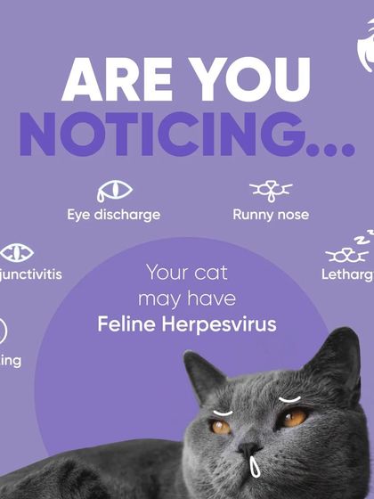 Chasing Tails - Veterinary Care & Hospital Services Feline Health Watch photo 3