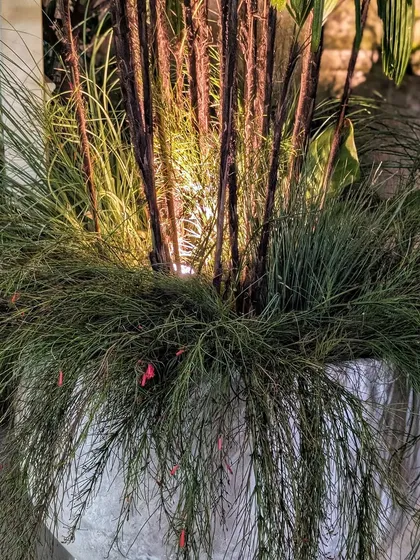 Lighting plays a huge role in our installations. At the Anita Dongre event, we placed uplights within the arrangements to highlight the unique textures of the plants, like these firecracker plants and wispy grasses, creating a warm and magical glow.