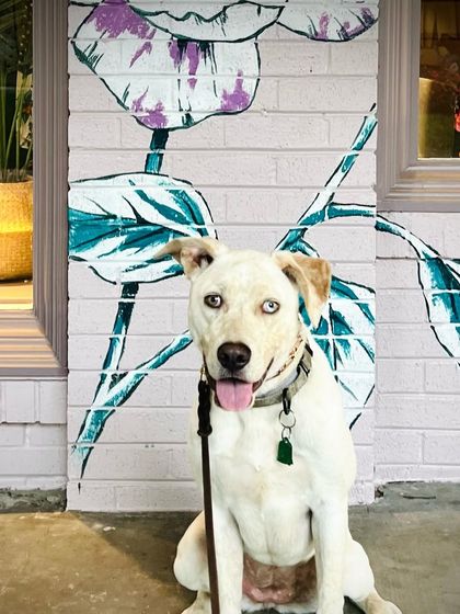 Tulsa Dog Trainer - Immersive Board & Train Programs Rescue & Adoption Spotlights photo 12