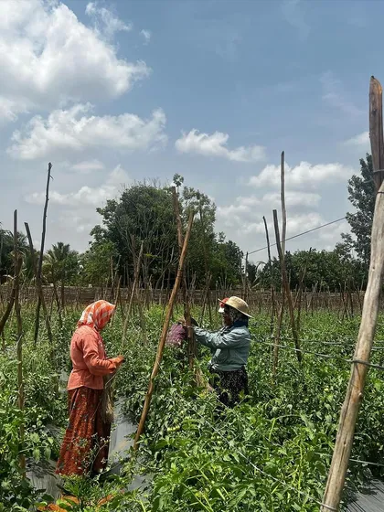 A beautiful day at our Tumkur farm. Here, our farm laborers are tending to the tomato plants, staking them to ensure they grow strong and healthy under the open sky.