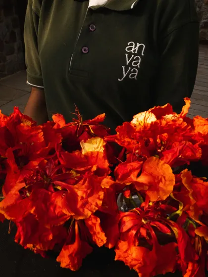 A close-up of the vibrant Gulmohar flowers, a symbol of the natural beauty we celebrate at Anvaya.