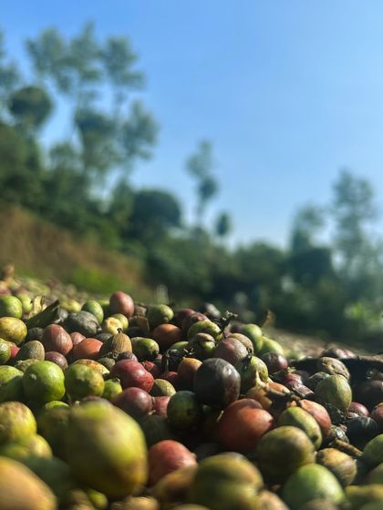 A close-up of fresh coffee cherries in a Coorg plantation. We love to show our travelers where their morning coffee comes from.