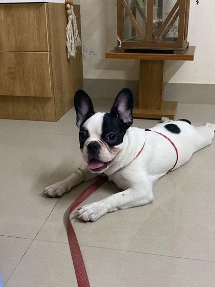 PL Paws - Dog Adoption Services Happy Tails: Our Adoptees in Their Forever Homes photo 97