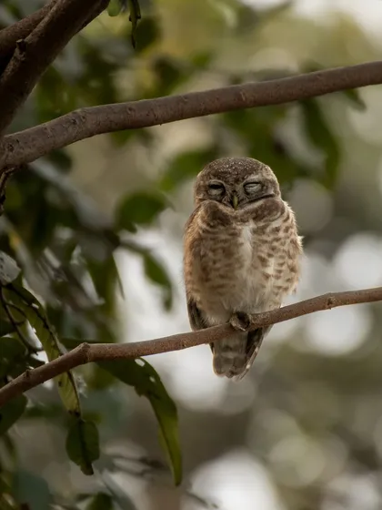 A sleepy Spotted Owlet, photographed for Diwali, as the owl is the vehicle of Goddess Lakshmi.