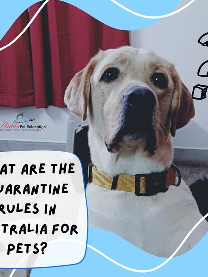 Anvis - Pet Relocation Preparing for Travel: Health, Safety & Documentation photo 8