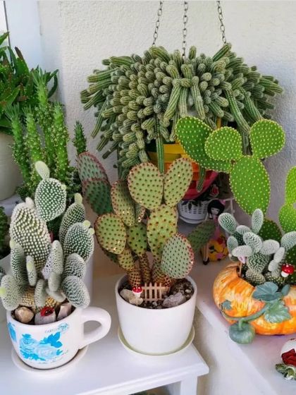 Another creative arrangement showing different cacti in unique planters, like a teacup and a pumpkin-shaped pot.