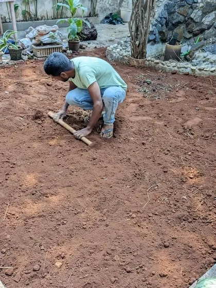 A team member levels the new soil with a wooden plank to ensure a perfectly even surface for the lawn.