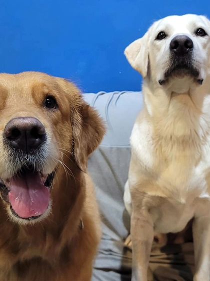 A Golden Retriever and a Labrador, the two best friends that anyone could have.