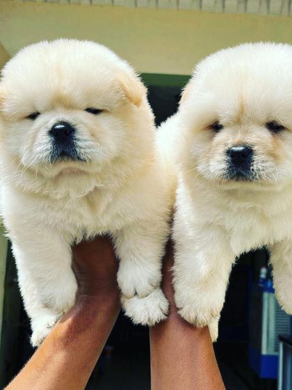 A pair of cream-colored male Chow Chow puppies held up to show their healthy size and incredibly dense fur. They are calm and handle being held very well.