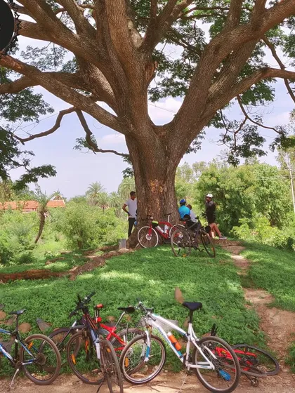 Taking a break under the shade of a magnificent old tree in Hesaraghatta. Our rides are as much about relaxing in nature as they are about pedaling.