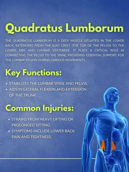 The Quadratus Lumborum (QL). A deep lower back muscle that connects the pelvis to the spine, providing essential support for the lumbar region during various movements.