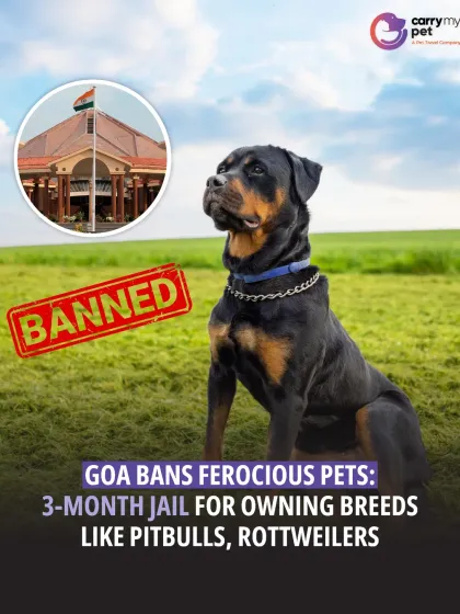 CarryMyPet - Pet Travel & Parenting Consultation Animal Welfare & Advocacy photo 25