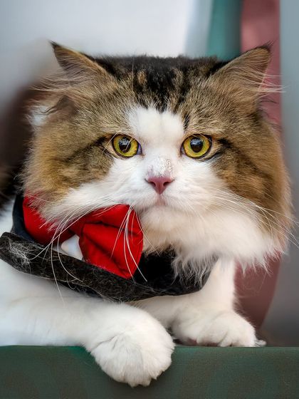 The gentleman cat, looking dapper with his red bow tie. This is a great example of a simple themed studio shoot.