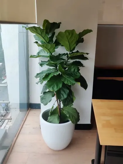 A tall, healthy Fiddle Leaf Fig in a white fiberglass planter makes a stunning statement piece, ideal for office or home spaces with bright, indirect light.
