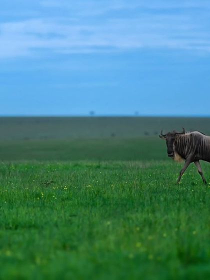 Giants & Other Jewels photo 8