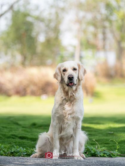 Pragalbh - Fine Art Pet Photography Outdoor Adventures photo 48