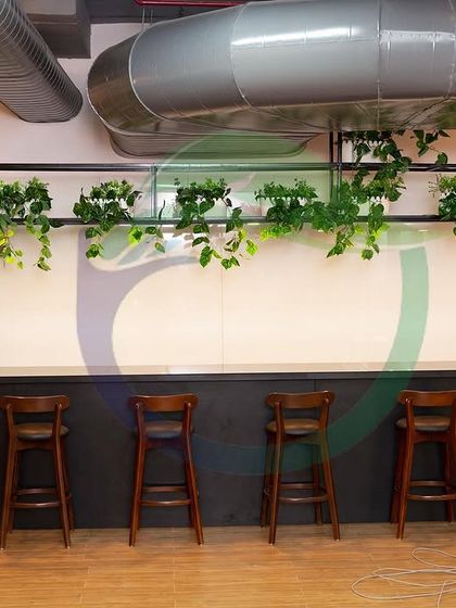 This bar-height counter in an office pantry is enhanced with a shelf of trailing Pothos plants. The greenery cascades down, creating a beautiful natural curtain and making the space more inviting.