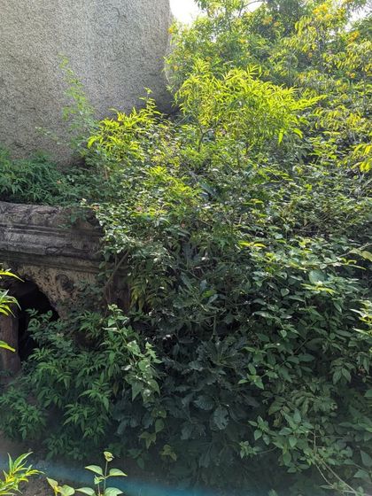 A detail of the Gudibande fort, where a carved stone archway is almost hidden by lush greenery. I love discovering these hidden gems during my travels.