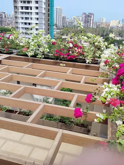 Another angle of the terrace project, showing the custom-built pergola structure which will eventually be covered with climbing plants. The Bougainvillea adds a beautiful pop of color.