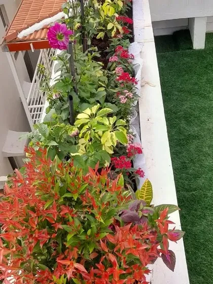 This balcony garden uses plants with multi-color leaves to stay vibrant all year round. I combined red, green, and yellow-leafed plants in the planters to create a rich, layered look next to the artificial grass.