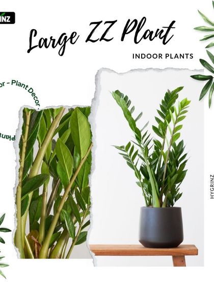 Hygrinz - Plant Sales & Gardening Supplies Indoor Plants for Every Space photo 5
