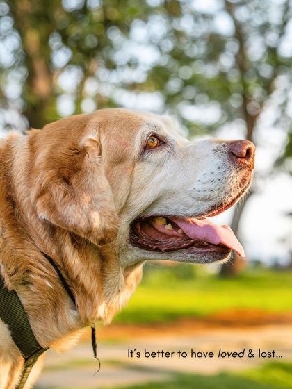 Pawparazzi By Prathima - Pet Milestone Photography Senior Tributes & Golden Years photo 33