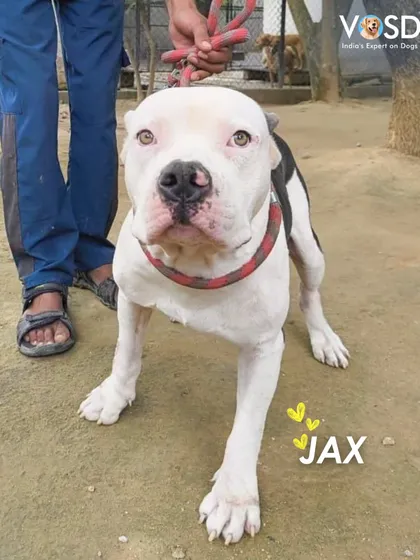 This is Jax, looking strong and healthy. He and his sister Sierra were rescued as a starving, skeletal pitbull duo. Today, they are eating well, receiving regular treatment, and learning to trust again in their forever home with us.