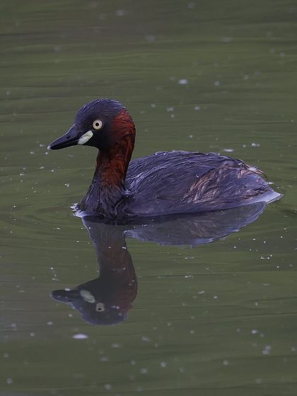 Waders, Ducks & Waterbirds photo 15