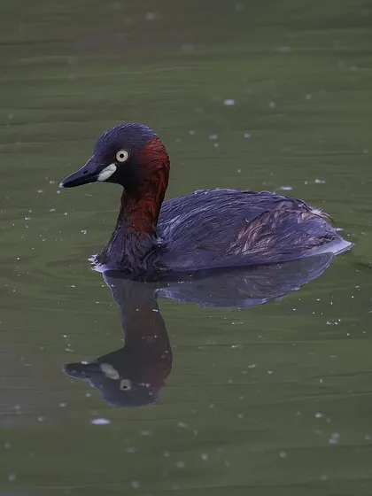 A Little Grebe hunting in an urban park in Shanghai. These aquatic diving birds are widespread across the world and can stay submerged for up to 30 seconds, though their dives usually last about 15 seconds.