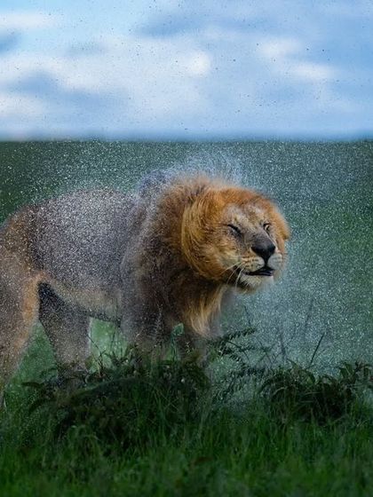 Wild Encounters: Action & Behavior photo 16