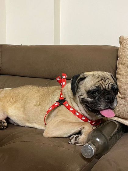 PL Paws - Animal Rescue & Rehabilitation Happy Tails: Our Adoption Stories photo 20