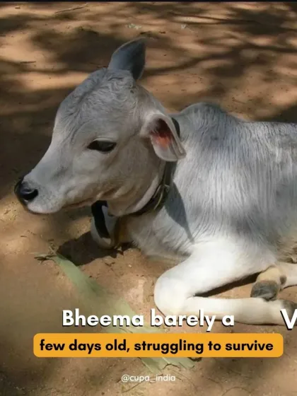 Cupa - Emergency Animal Rescue & Treatment Large Animal Rescues photo 7