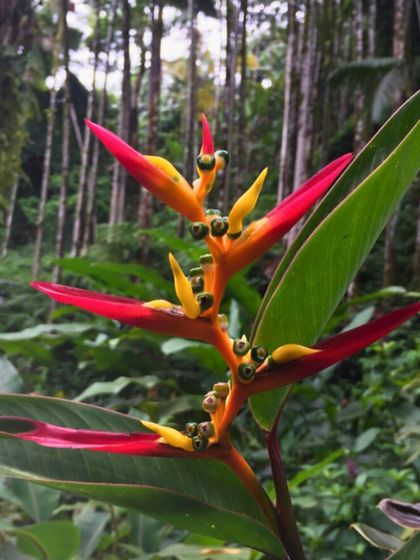 Our Native Plant Showcase photo 21