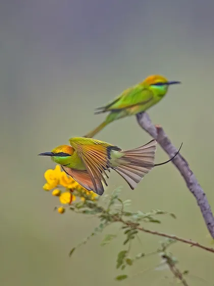 A Green Bee-eater performs a graceful aerial maneuver to catch an insect. The image captures the bird's agility and the beautiful fan of its tail feathers.