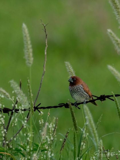 Another view of the Scaly-breasted Munia, showing the intricate scale-like pattern on its breast.