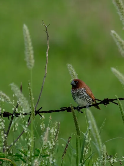 Another shot of the Scaly-breasted Munia, showing its finely patterned chest.